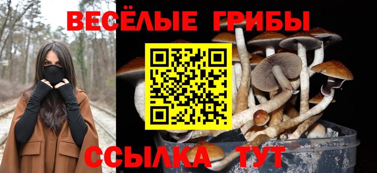 Псилоцибиновые грибы прущие грибы Ртищево